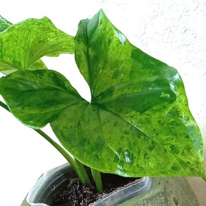 レア! Syngonium Mojito シンゴニウムモヒート 陶器鉢セット