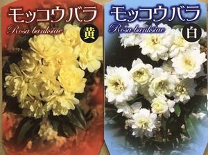 八重咲き 木香薔薇 苗2色セット