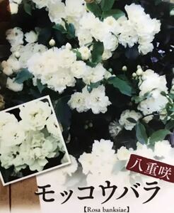 八重咲き 白モッコウバラ 苗木