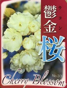 黄色サクラ 鬱金桜 苗木