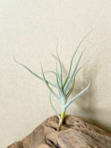 【Frontier Plants】チランジア・パレアセア　　T. paleaceaブロメリア　エアプランツ