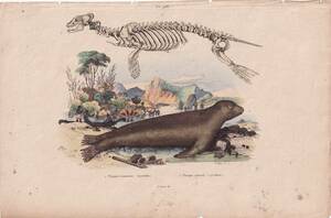 フランスアンティーク 博物画『哺乳類　アザラシ　アシカ　骨格標本　87』 多色刷り銅板画