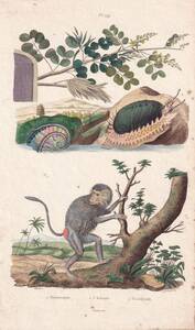 フランスアンティーク 博物画『海洋生物・哺乳類・動物・猿類・植物　119』 多色刷り銅板画