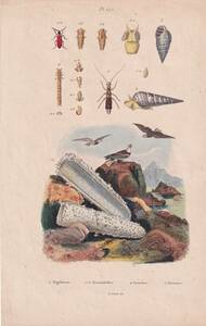 フランスアンティーク 博物画『鳥類・鷲・昆虫・貝類・風景　114』 多色刷り銅板画