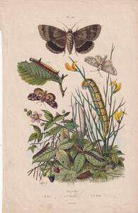フランスアンティーク 博物画『昆虫・蝶類・蛾・毛虫・幼虫・植物　110』 多色刷り銅板画