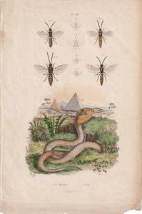 フランスアンティーク 博物画『蛇・爬虫類・蜂・昆虫　81』 多色刷り銅板画