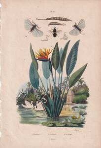 フランスアンティーク 博物画『昆虫・鳥類・植物・白鳥　103』 多色刷り銅板画