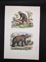 フランスアンティーク 博物画『哺乳類・クマ・熊・猿類・動物・植物　96』 多色刷り銅板画_画像2