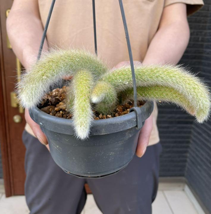 ヒルデウインテラ カラデモノニス 植物 観葉植物 Gruposignus Com Br