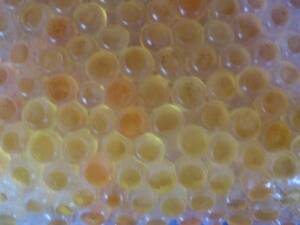  rare *...* limited goods * yellow gold. salted salmon roe * business use 1kg* domestic production. caviar mountain woman fish 