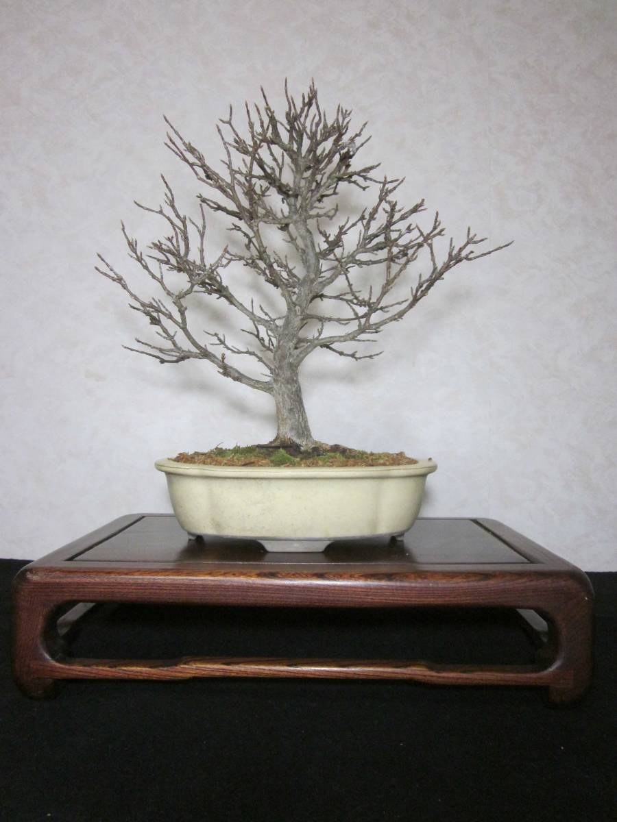 日本正規品 古木感上々 楓 カエデ 見事な根張りの足元 品の良い模様木 持込の貴風盆栽 樹高32センチ 楓 かえで