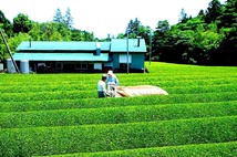 茶農家のまかない茶「荒茶づくり」100g×4本 濃厚深蒸し仕立て/日本茶/煎茶/緑茶/ギフト/メール便送料無料/お茶/茶葉/香典返し_画像5
