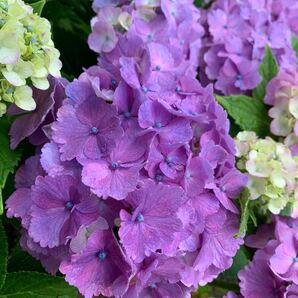 紫陽花 アジサイ 紫 挿し穂 4本 ■送料無料 西洋 庭木 挿木 あじさい 庭木 挿木 ガーデニング