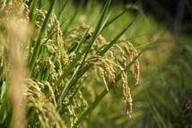 令和２年宮城県登米産ひとめぼれ環境保全米３０㎏自然乾燥米（玄米）_画像1