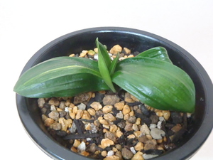 ヤフオク 花園 花 園芸 の落札相場 落札価格 ヤフオク 花園 花 園芸 の落札相場 落札価格