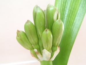 ヤフオク 花園 花 園芸 の落札相場 落札価格 ヤフオク 花園 花 園芸 の落札相場 落札価格