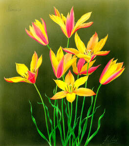 Art hand Auction 水彩画 植物細密画｢チューリップ 原種シンシア｣ 真作, 絵画, 水彩, 静物画