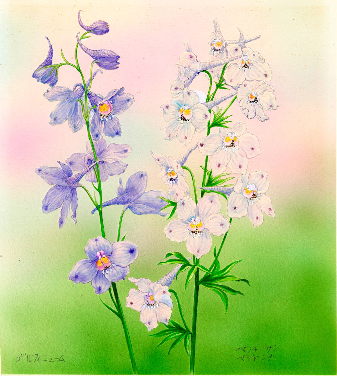 Aquarelle peinture miniature botanique Delphinium Authentique, Peinture, aquarelle, Nature morte