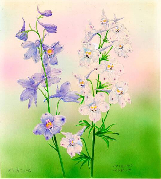 水彩画 植物細密画「デルフィニューム」 真作
