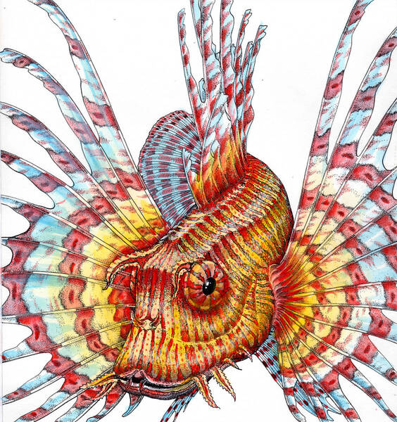 水彩画 生物細密画「ミノカサゴ」 真作