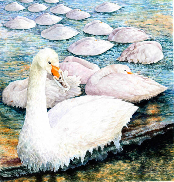 水彩画 生物細密画「尾岱沼のオオハクチョウ」 真作