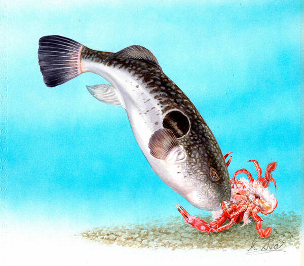 水彩画 生物細密画「ベニイシガニを襲うトラフグ」 真作
