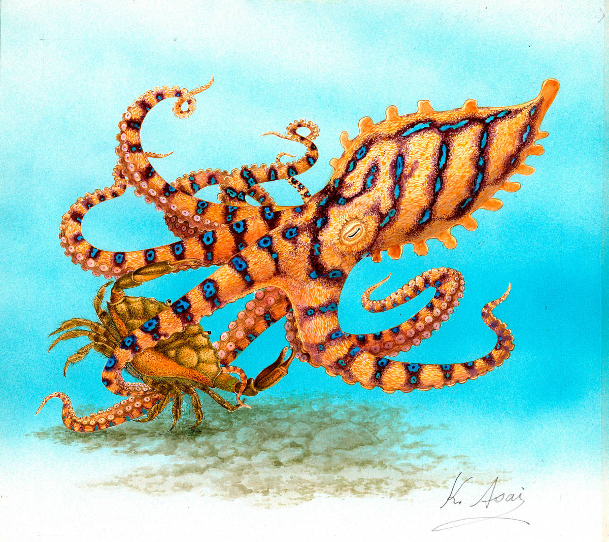 生物水彩微型画 蓝环章鱼攻击贻贝 真实, 绘画, 水彩, 动物画