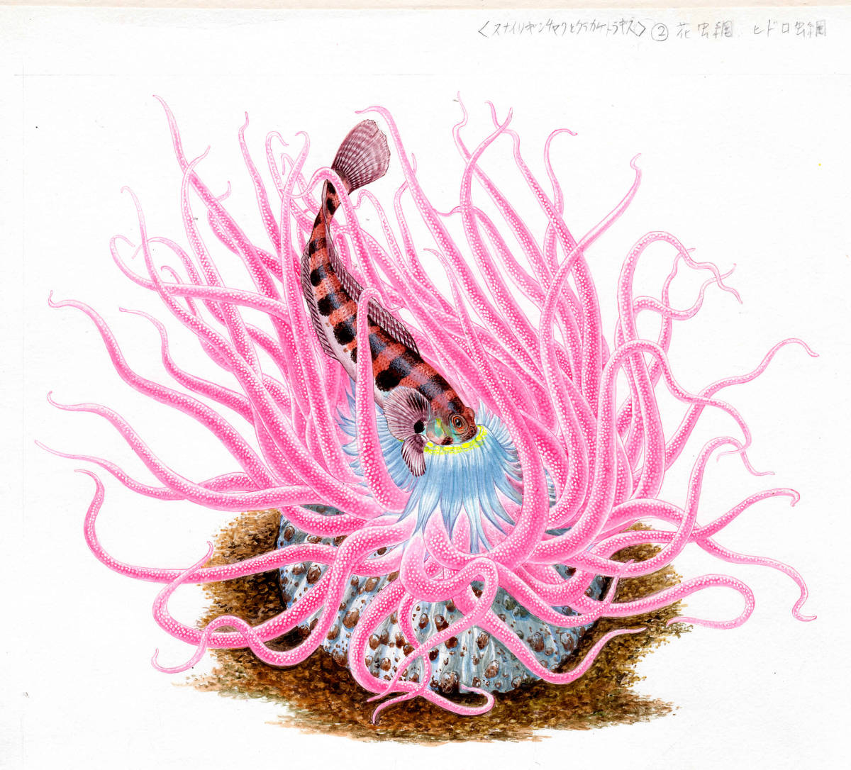 Aquarell-Miniaturmalerei eines Lebewesens Seeanemone und ein Craquelchid Authentisch, Malerei, Aquarell, Tierbilder