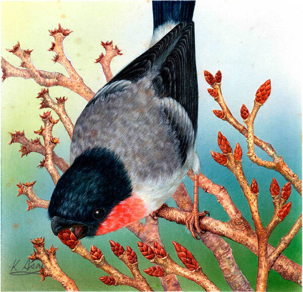 水彩画 生物細密画「梅の新芽をついばむウソ」 真作