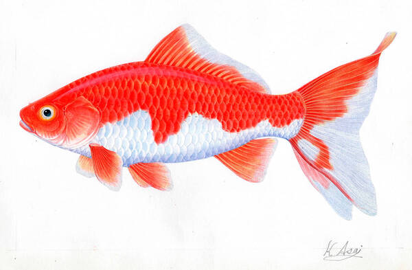 水彩画 生物細密画「和金」 真作