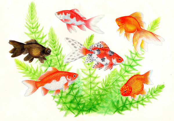 水彩画 生物細密画「金魚」 真作