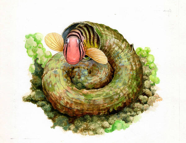 水彩画 生物細密画「オオヘビガイの殻を住みかとするナベカ」 真作