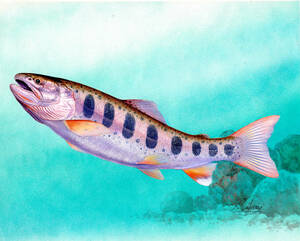 Art hand Auction لوحة مصغرة بالألوان المائية لسمكة يامامى أصيلة, تلوين, ألوان مائية, لوحات حيوانات