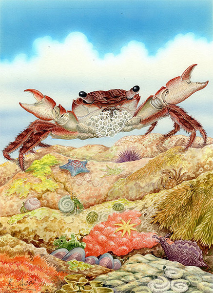 水彩画 生物細密画「イワガニの威嚇」 真作