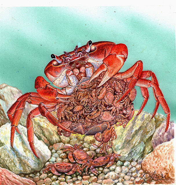水彩画生物微缩画淡水螃蟹的育儿, 绘画, 水彩, 动物画