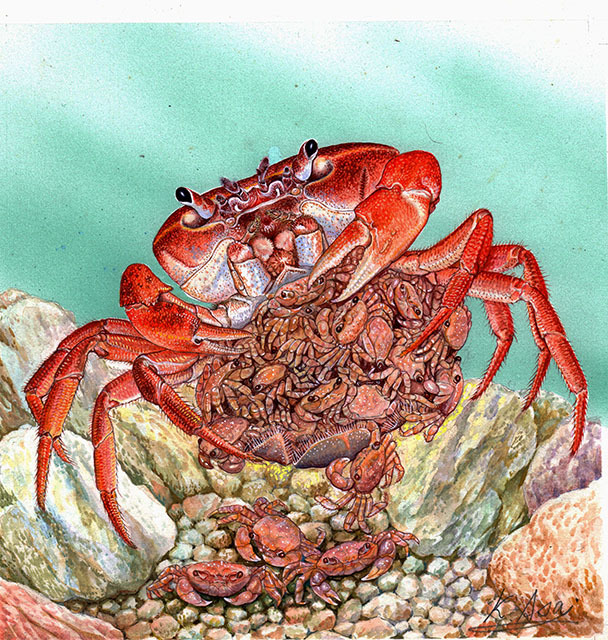 水彩画 生物細密画「サワガニ」 真作|Yahoo!フリマ(旧PayPay 水彩画 生物細密画「サワガニ」 真作|Yahoo!フリマ(旧PayPay
