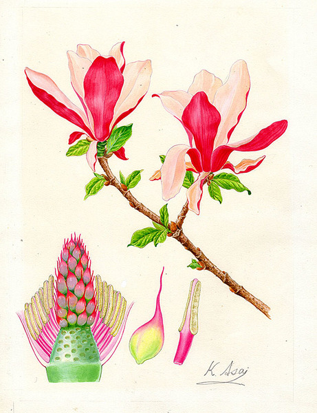水彩画 植物細密画「モクレン」 真作