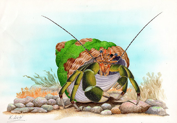 水彩画 生物細密画「ホンヤドカリ」 真作