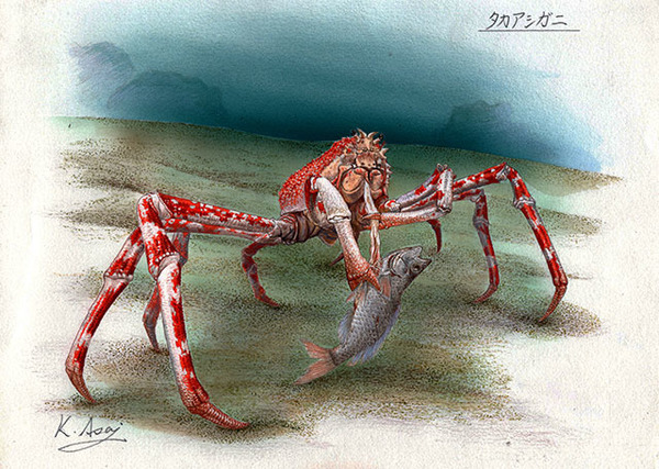 水彩画 生物細密画「タカアシガニ」 真作