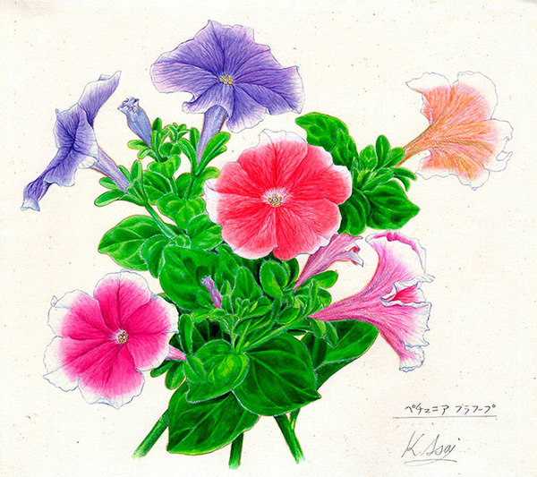 水彩画 植物細密画 ボタニカルアート「ペチュニア フラフープ」 真作