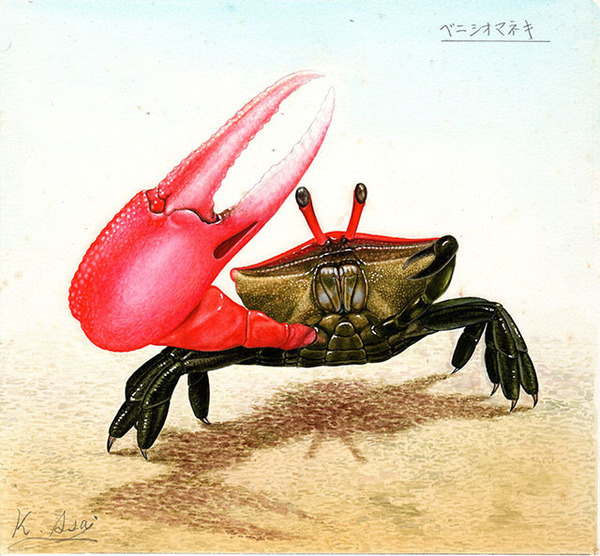 水彩画 生物細密画「ベニシオマネキ」 真作