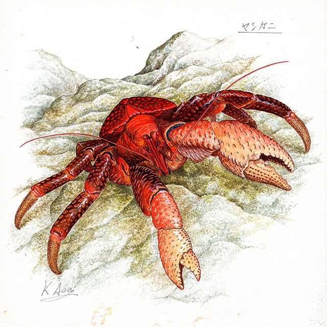 Aquarelle Biologique Miniature Peinture Noix De Coco Crabe Shinsaku, peinture, aquarelle, dessin d'animaux
