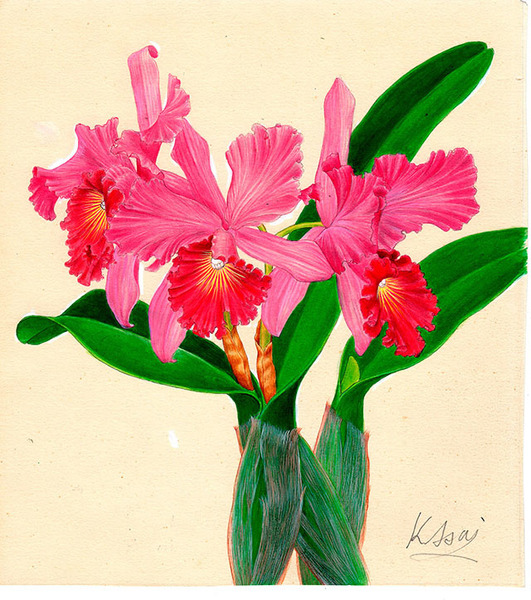 水彩画 植物細密画「カトレア」 真作