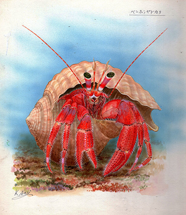 Peinture miniature à l’aquarelle d’une créature vivante Crabe ermite rouge Authentique, Peinture, aquarelle, Peintures animalières