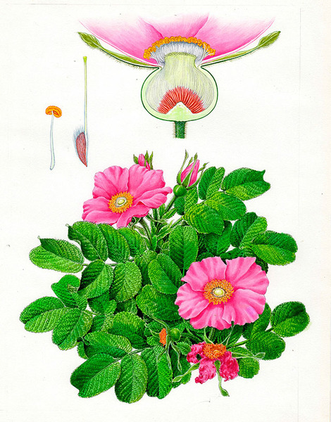 水彩画 植物細密画「ハマナス」 真作