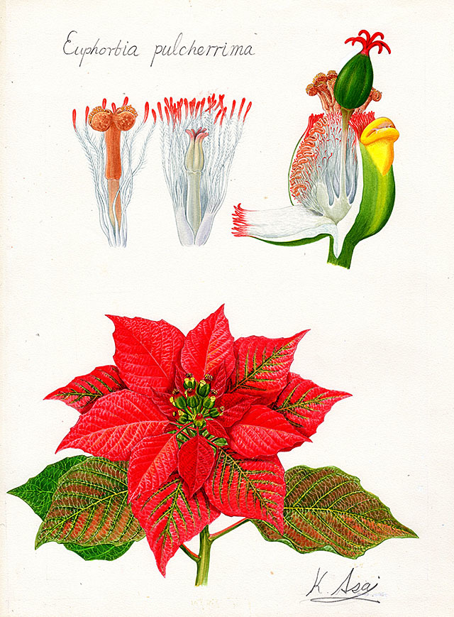 Aquarellmalerei, botanische Miniaturmalerei, botanische Kunst Weihnachtsstern Authentisch, Malerei, Aquarell, Stillleben