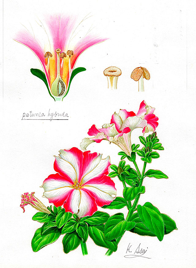 Aquarellmalerei, botanische Miniaturmalerei, botanische Kunst Petunia authentische Arbeit, Malerei, Aquarell, Stillleben