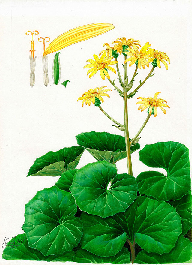 Акварельная ботаническая миниатюра Цубабуки Аутентичная, Рисование, акварель, Натюрморт