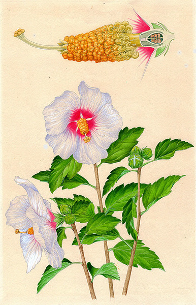 水彩画 植物細密画 ボタニカルアート「ムクゲ」 真作