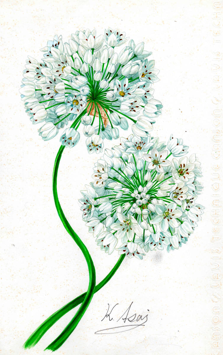 Peinture aquarelle Peinture miniature végétale Allium Coigny Shinsaku, ouvrages d'art, peinture, autres